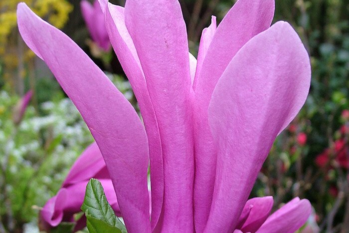 PRODUCTEUR, JARDINERIE ET CENTRE DE SERVICES POUR EMBELLIR VOTRE JARDIN EN ISÈRE PRODUCTEUR, JARDINERIE ET CENTRE DE SERVICES POUR EMBELLIR VOTRE JARDIN EN ISÈRE